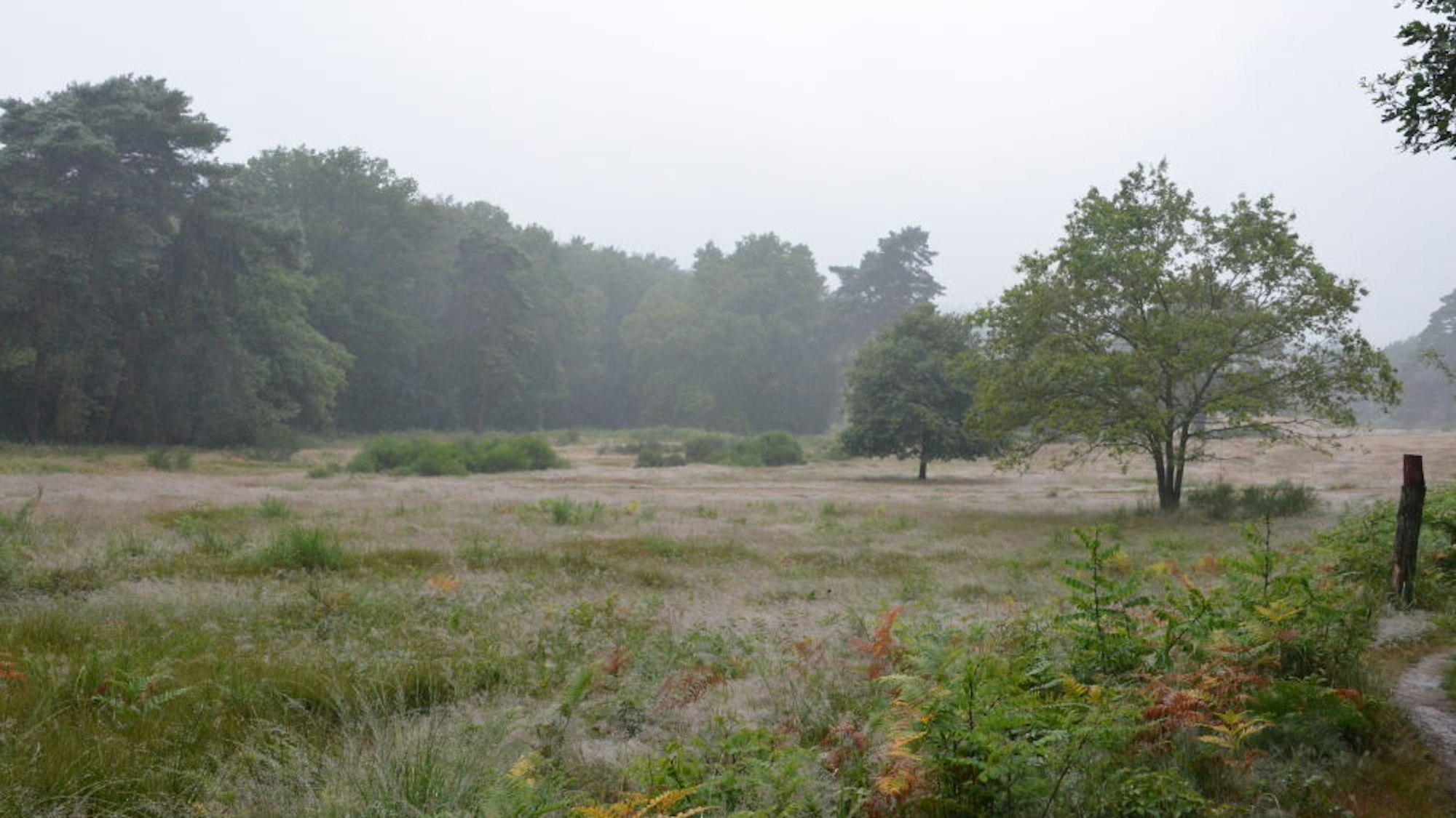 Das Bild zeigt eine Lichtung im Wald.