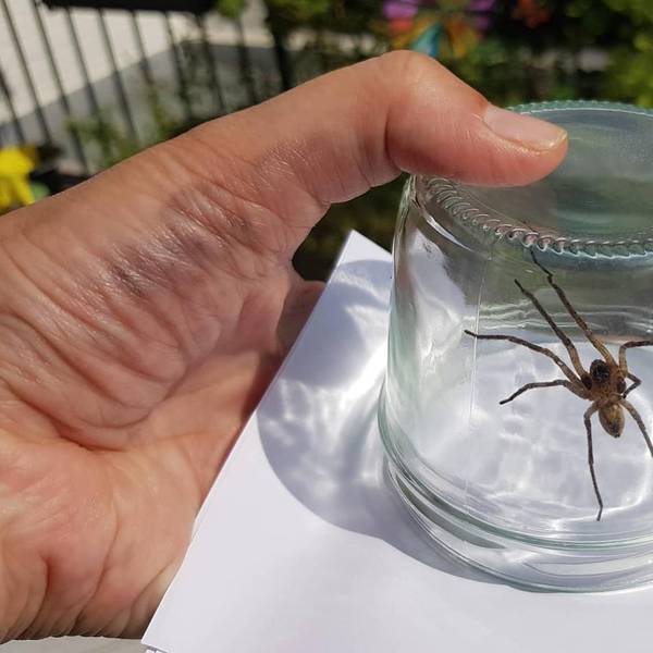 JUlia ERn Spinne2