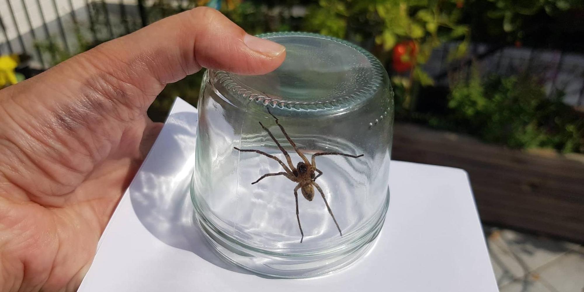 JUlia ERn Spinne2