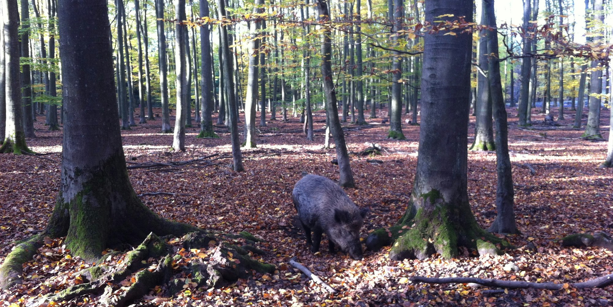 wildpark duünwald6