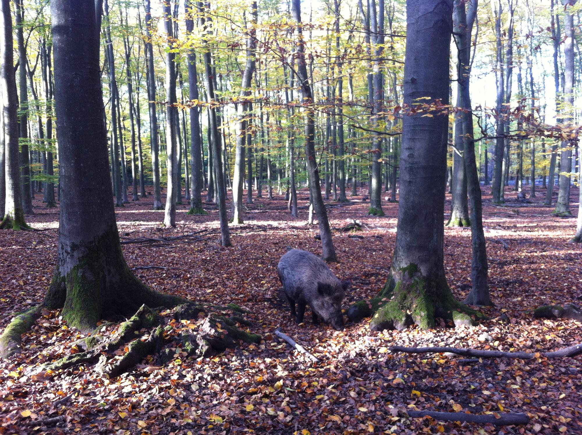 wildpark duünwald6