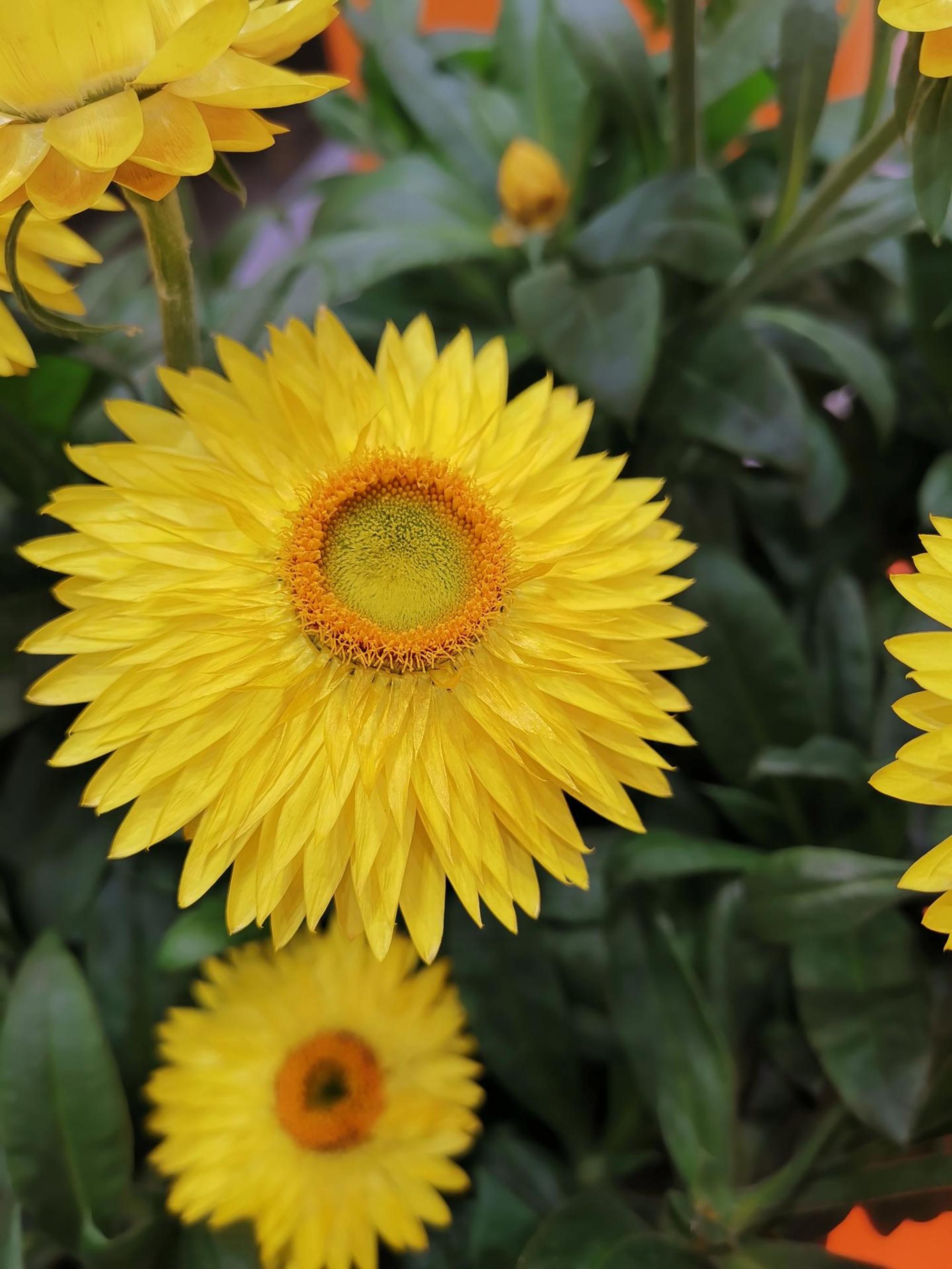 strohblume