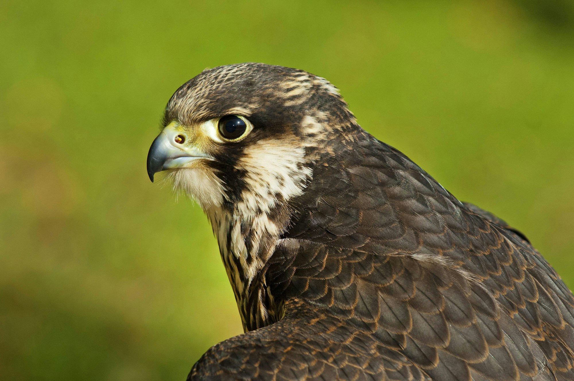 imago69366264h