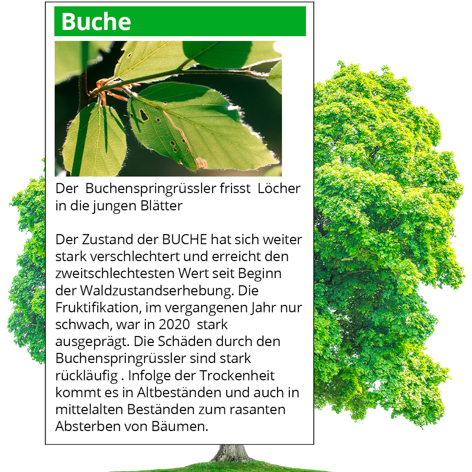 Waldserie-Online-Teil-1-Buche