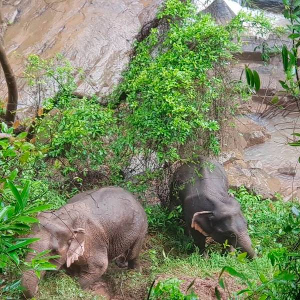 Khao Yai Elefanten tot
