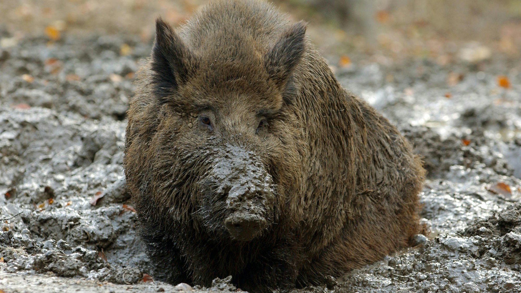 Grafenberger Wald Wildschwein dpa