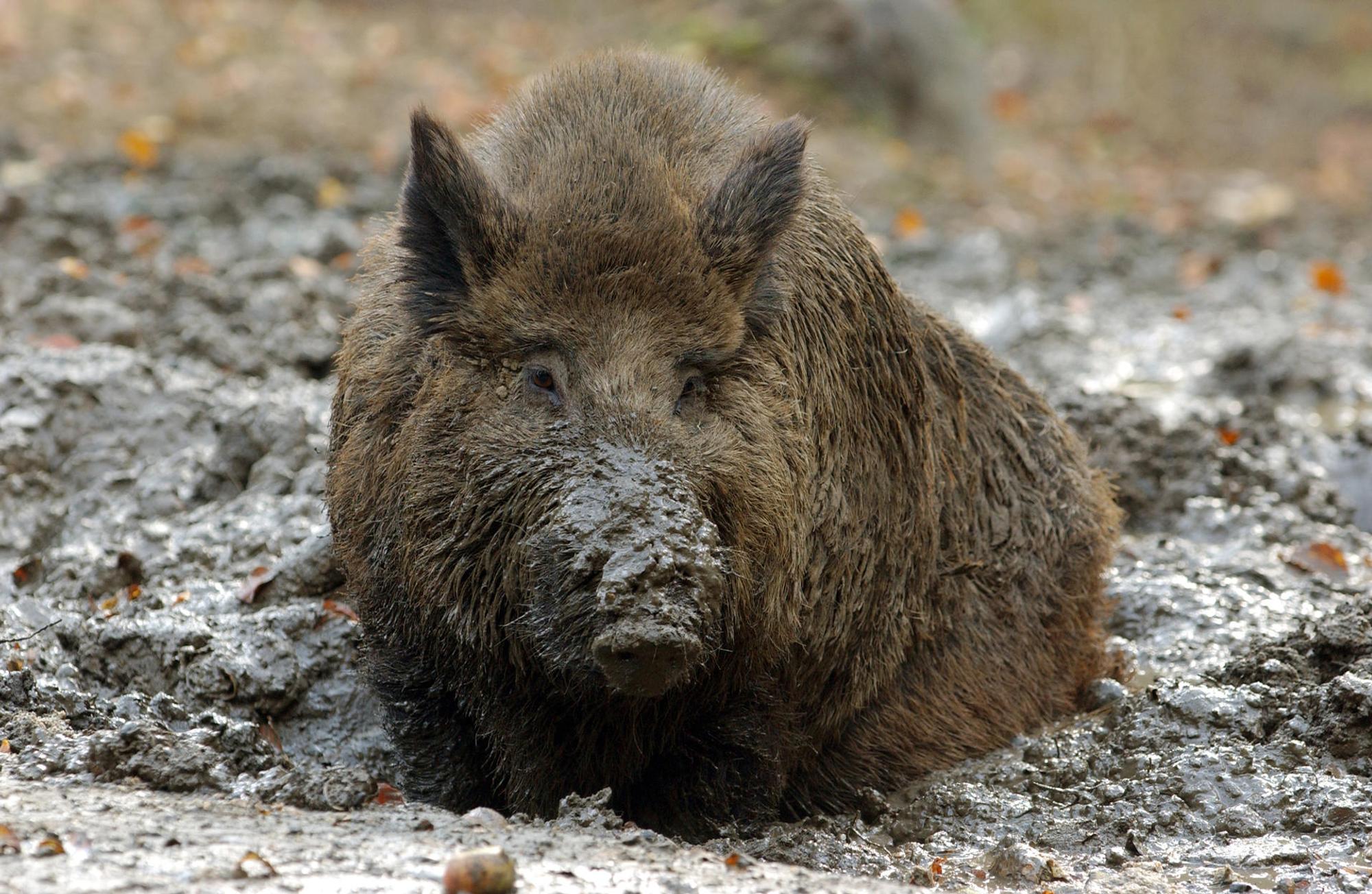 Grafenberger Wald Wildschwein dpa