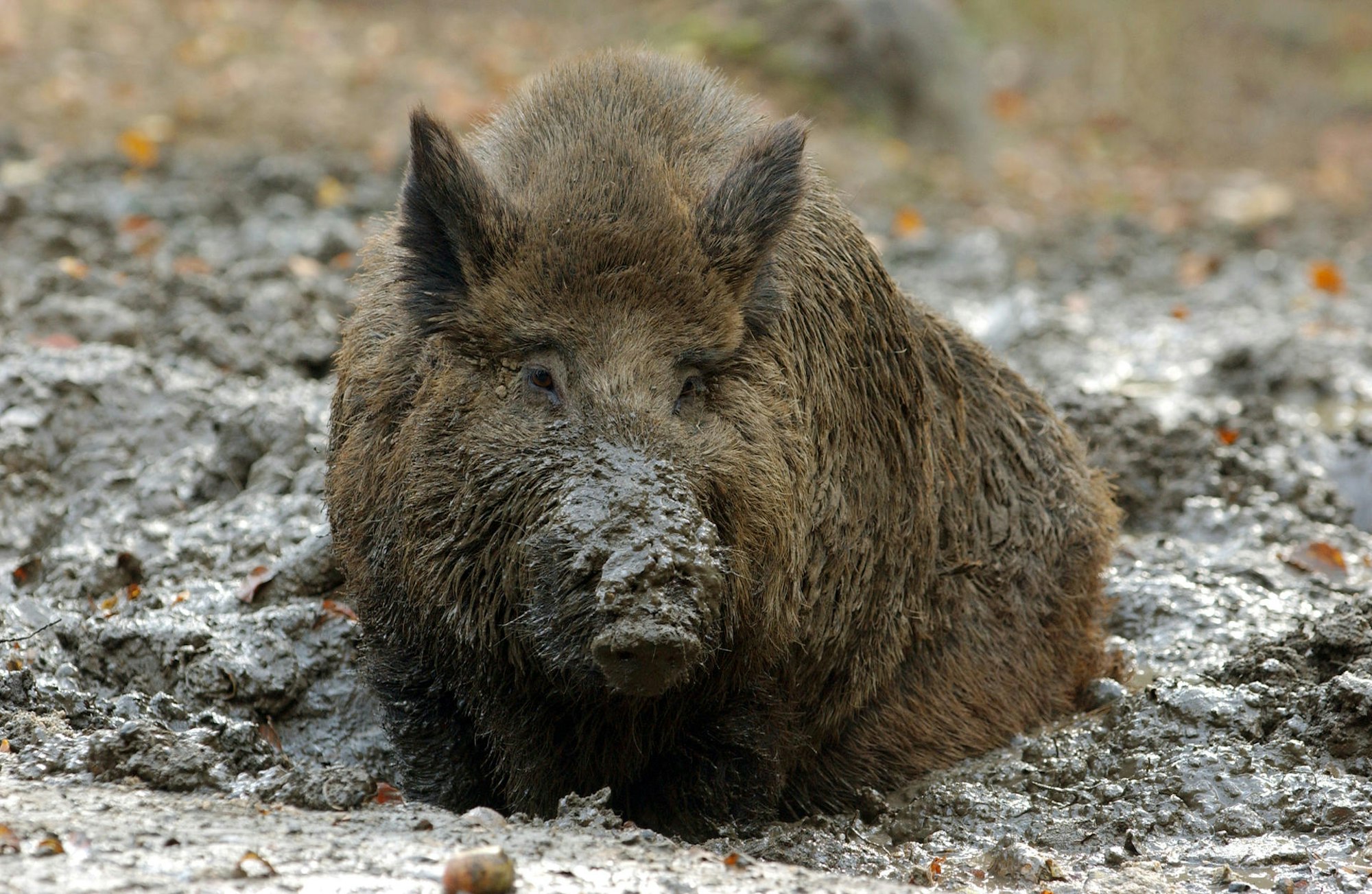 Grafenberger Wald Wildschwein dpa
