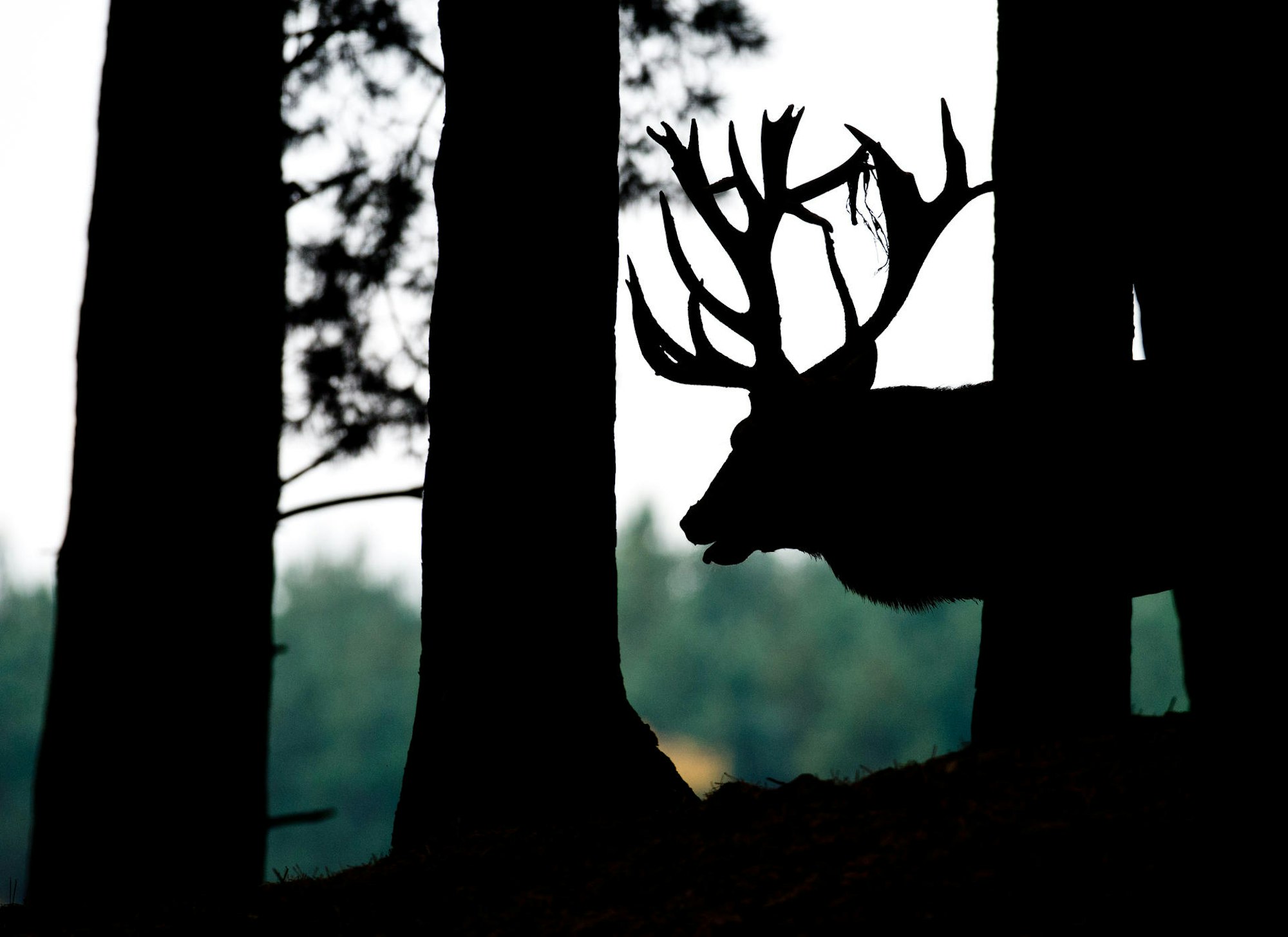 Wald Rotwild Hirsch Wildpark dpa