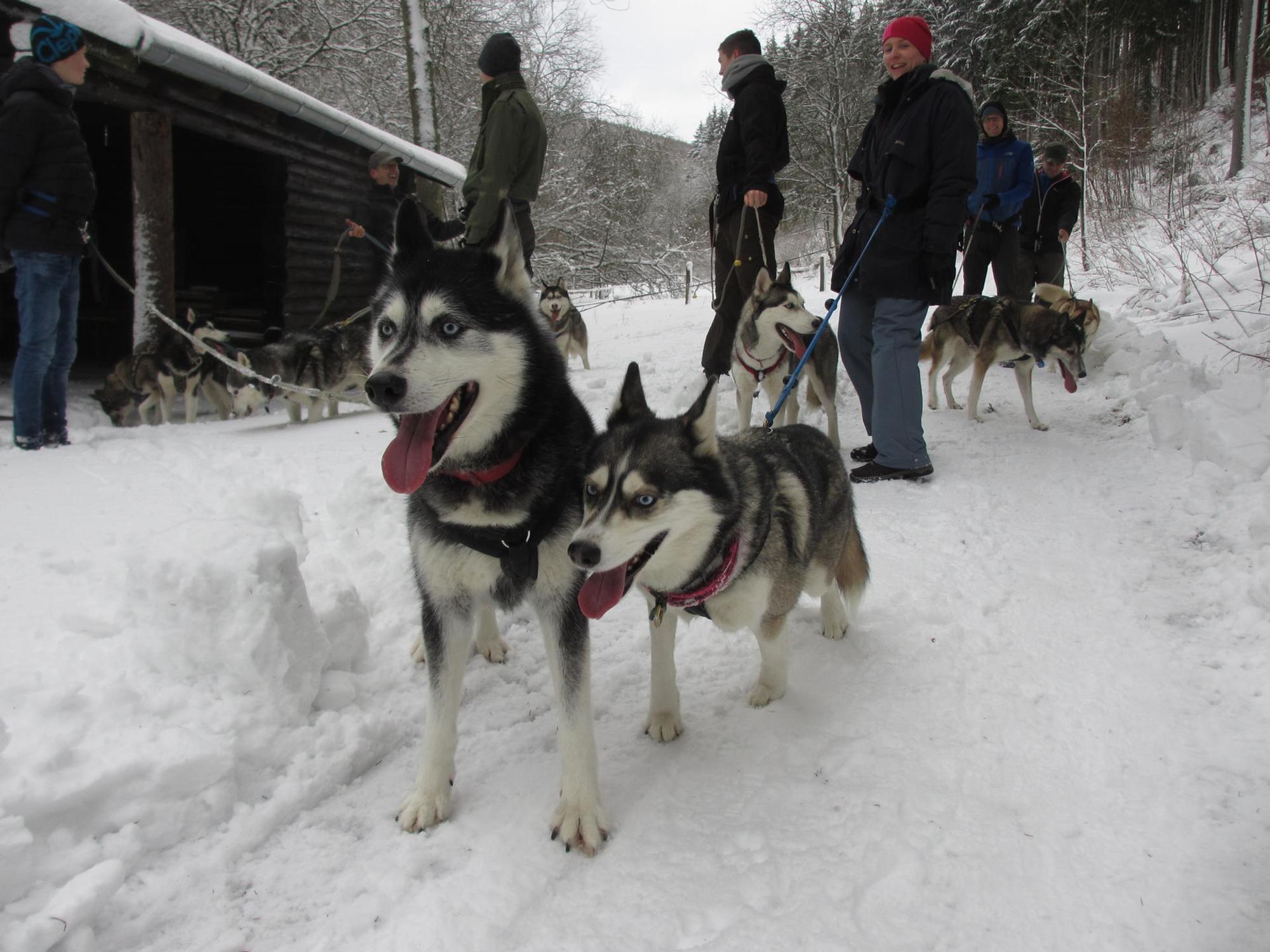 Husky-Trekking Claudia Hesse