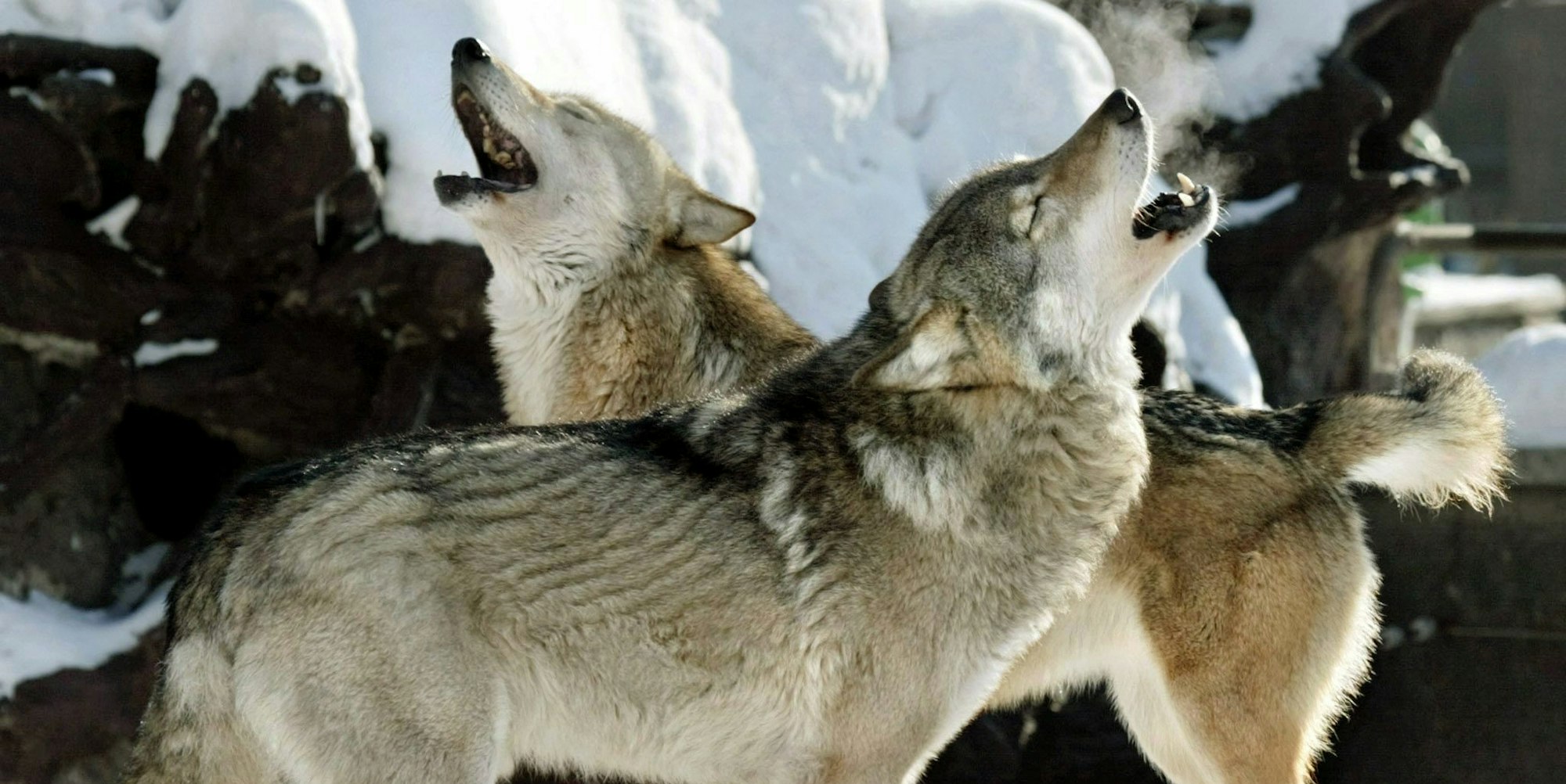 KINA_Heul_Duell_der_47829716