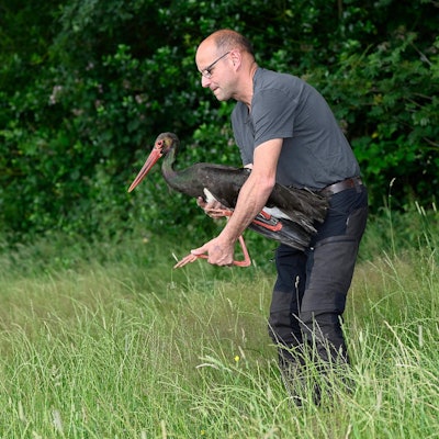 Schwarzvogel ausgewildert 220721