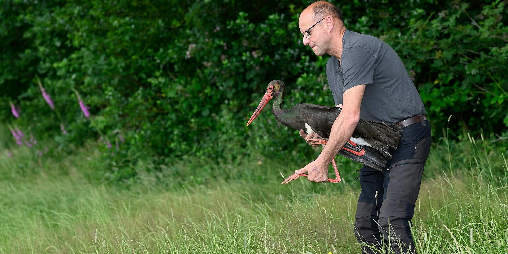 Schwarzvogel ausgewildert 220721