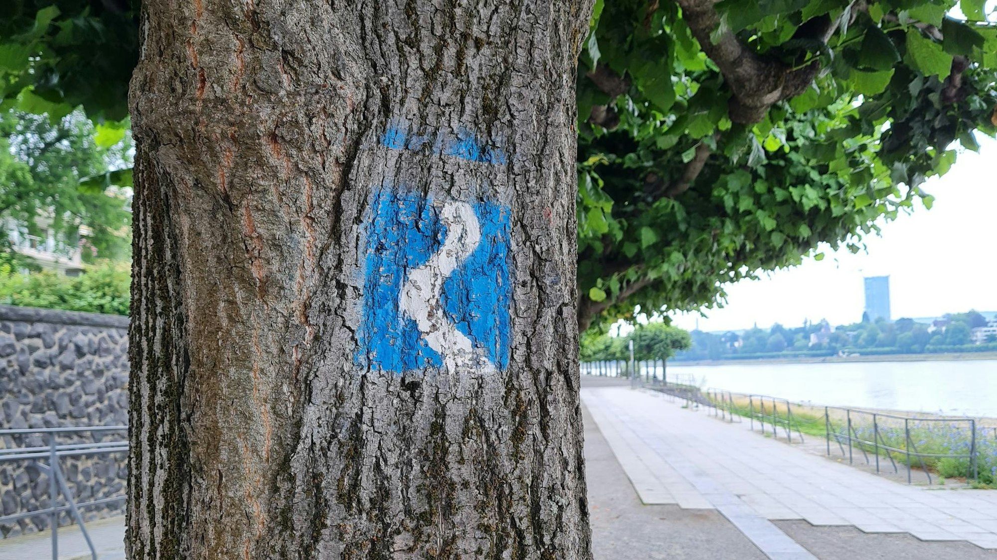 Rheinsteig Rheinufer Bonn