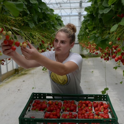 Erdbeerhof rumänische Erntehelferin