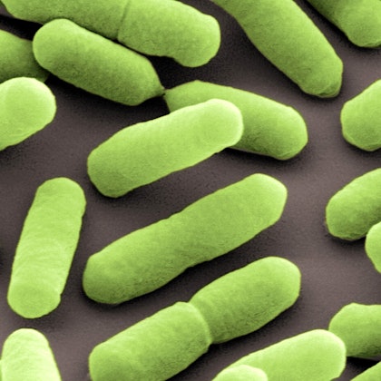 Listerien Symbolbild dpa