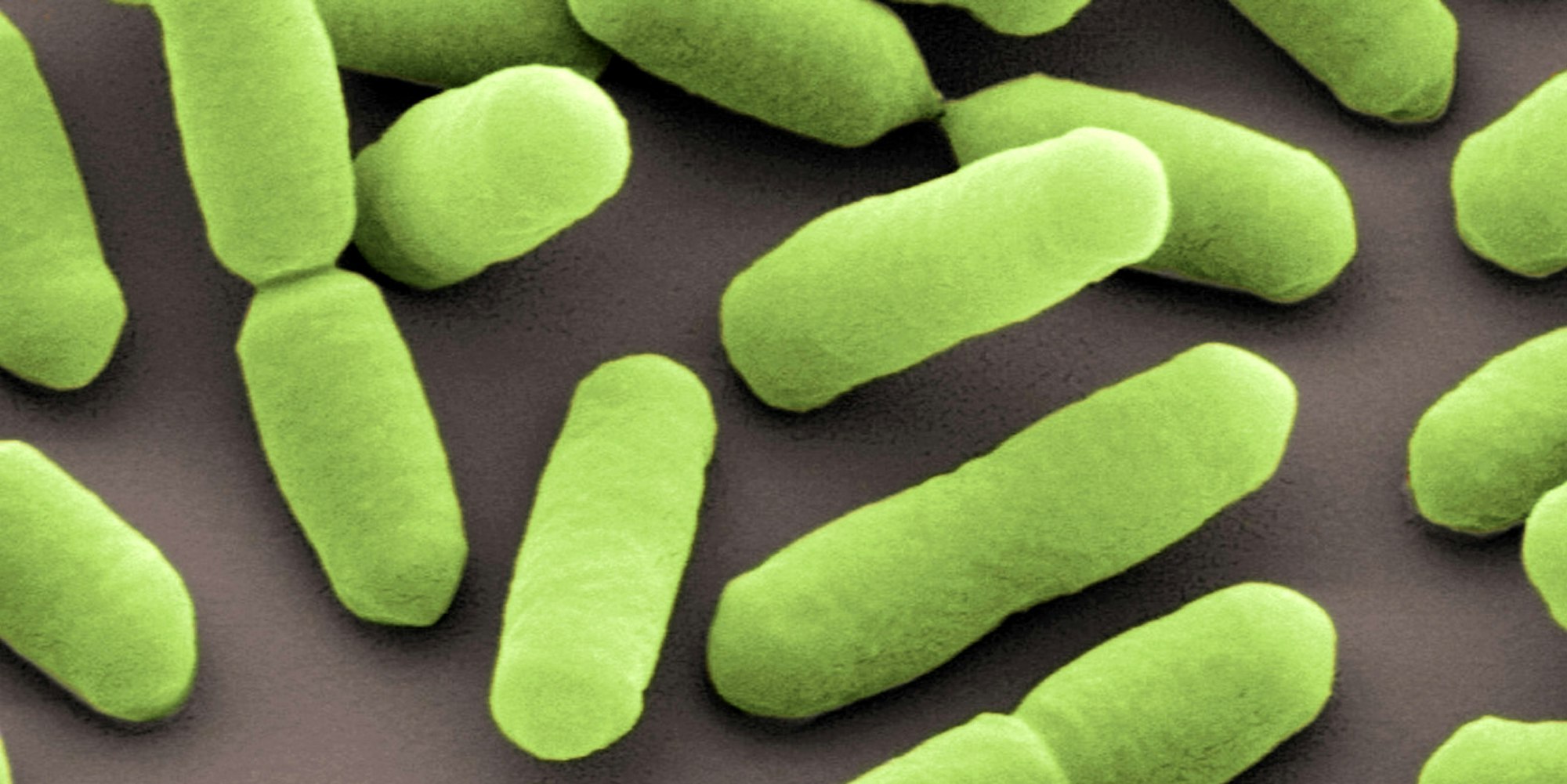 Listerien Symbolbild dpa