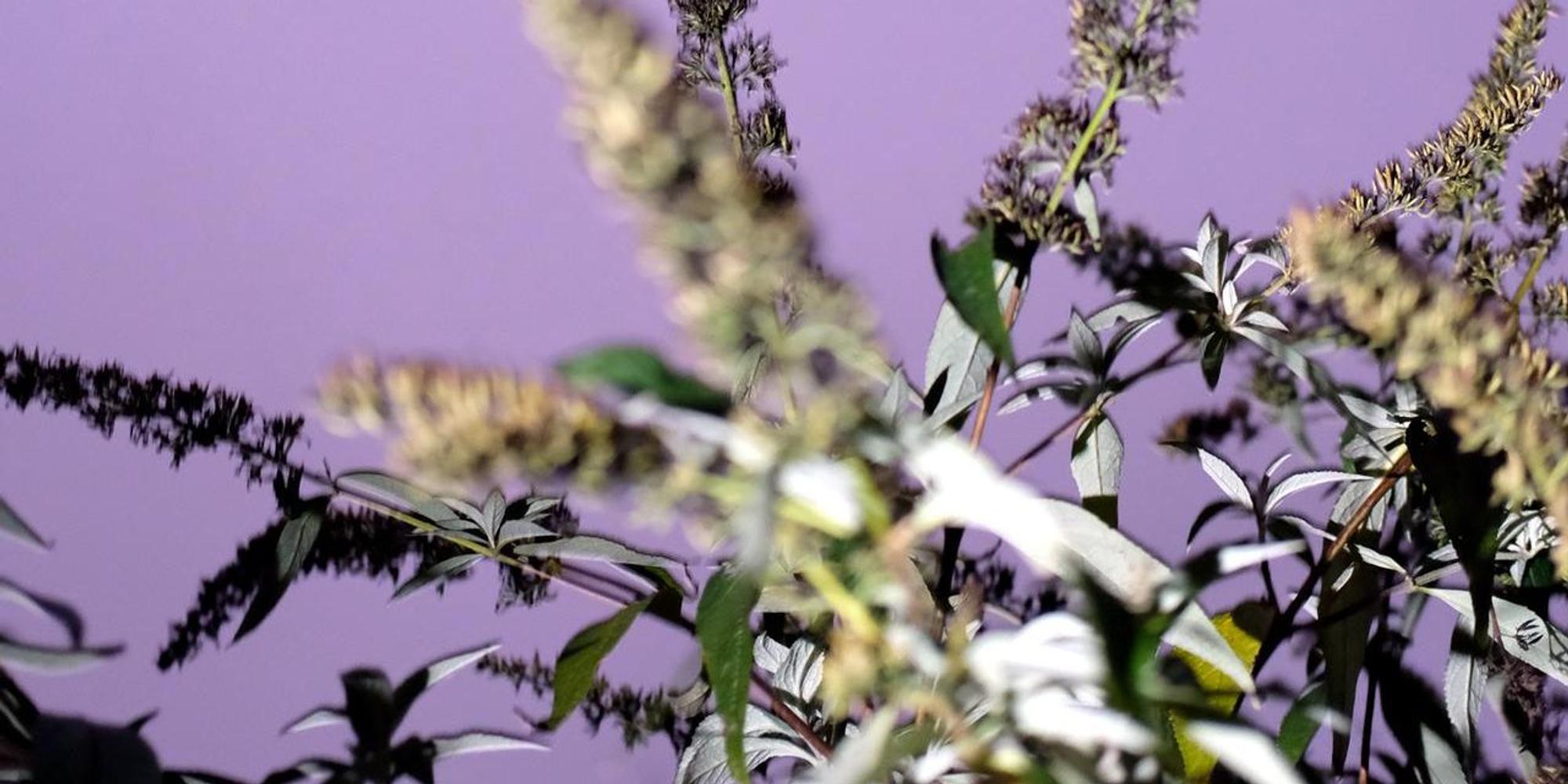 GartenDunkelHeader