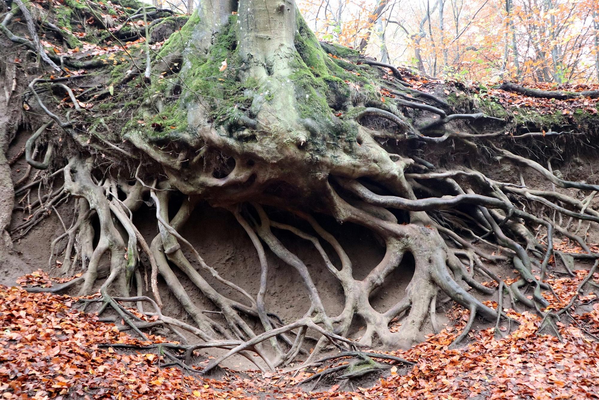 Wanderung Bad Tönisstein Wurzel Wolfsschlucht_Hedrich