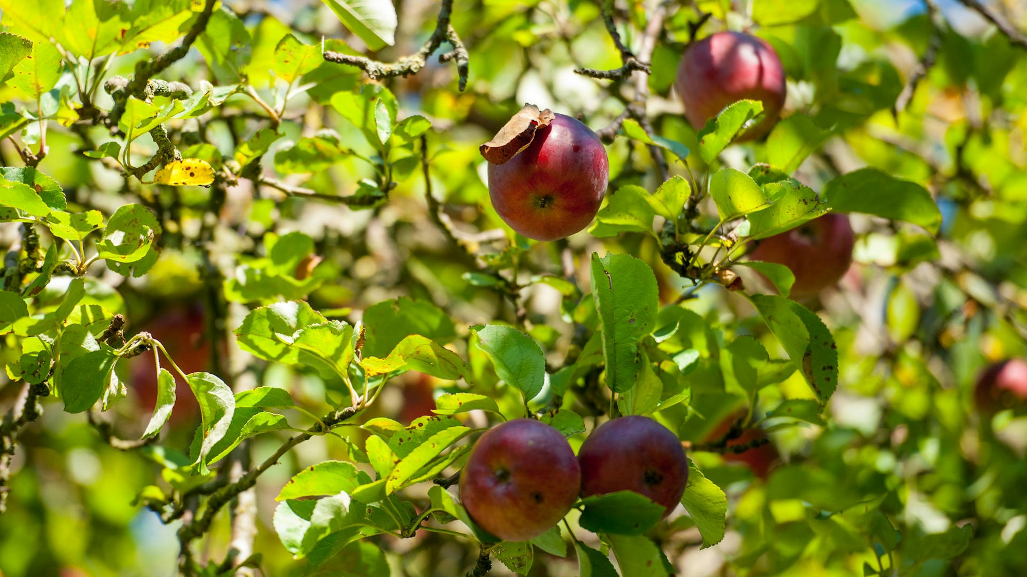 Äpfel an einem Baum.