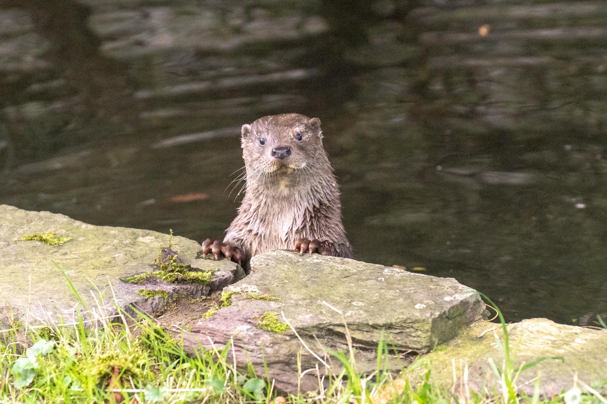Otter1