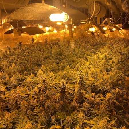 Cannabis_Niederkassel