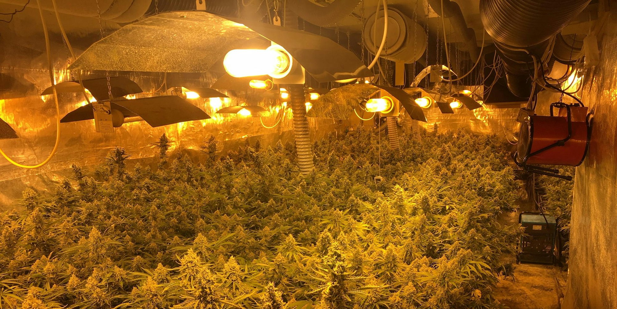 Cannabis_Niederkassel