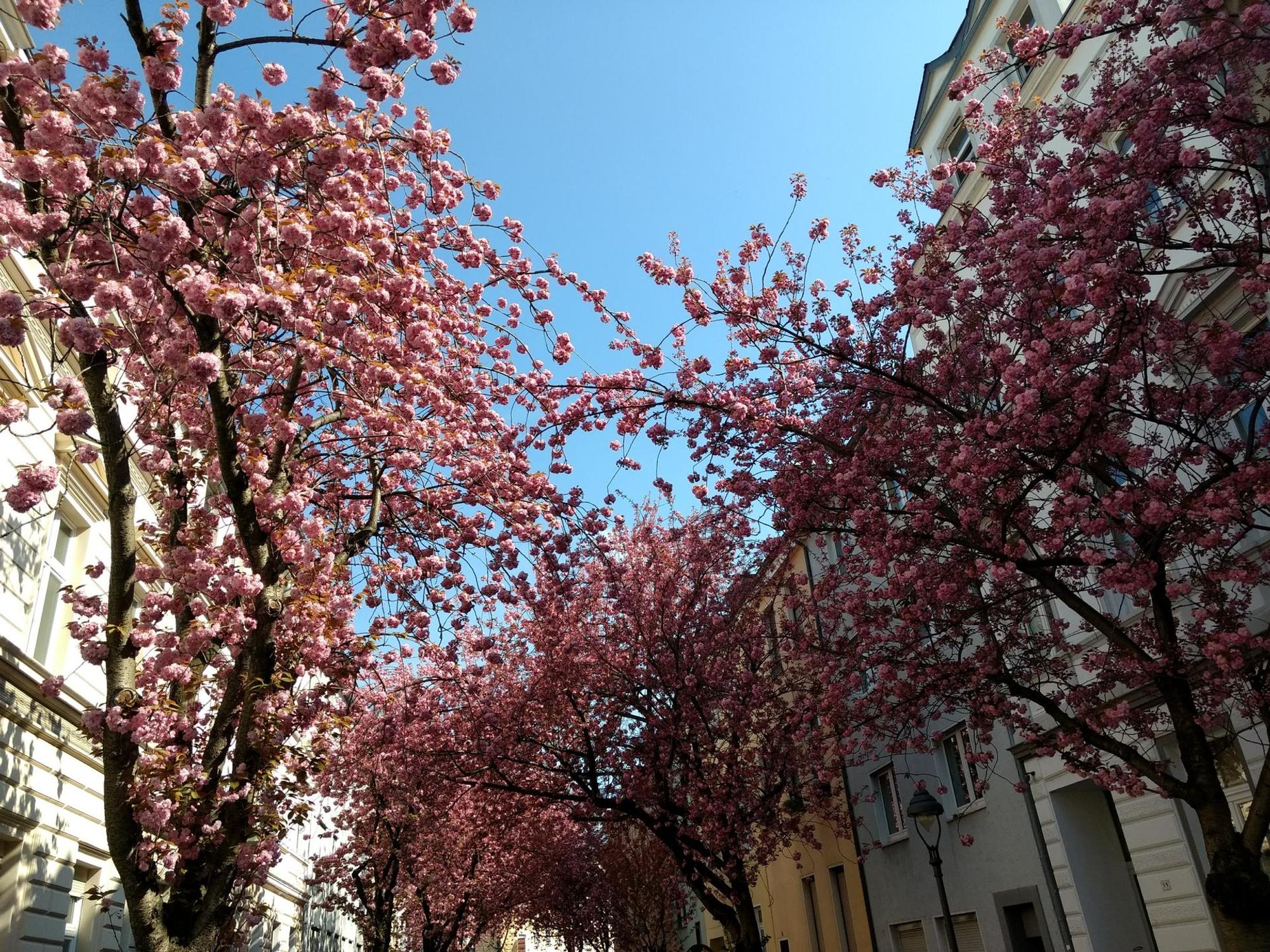 Kirschblüten_4