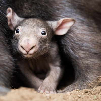 Wombat in Duisburg (6)