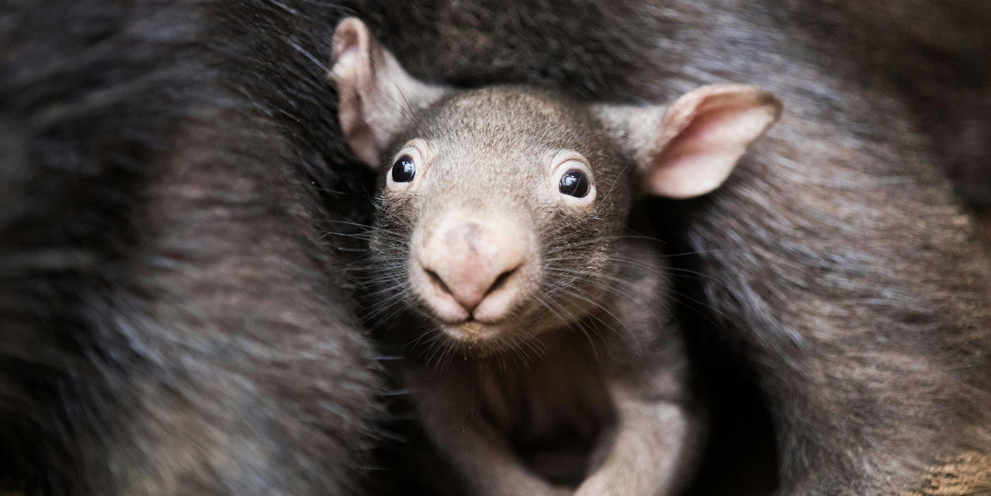 Wombat in Duisburg (6)