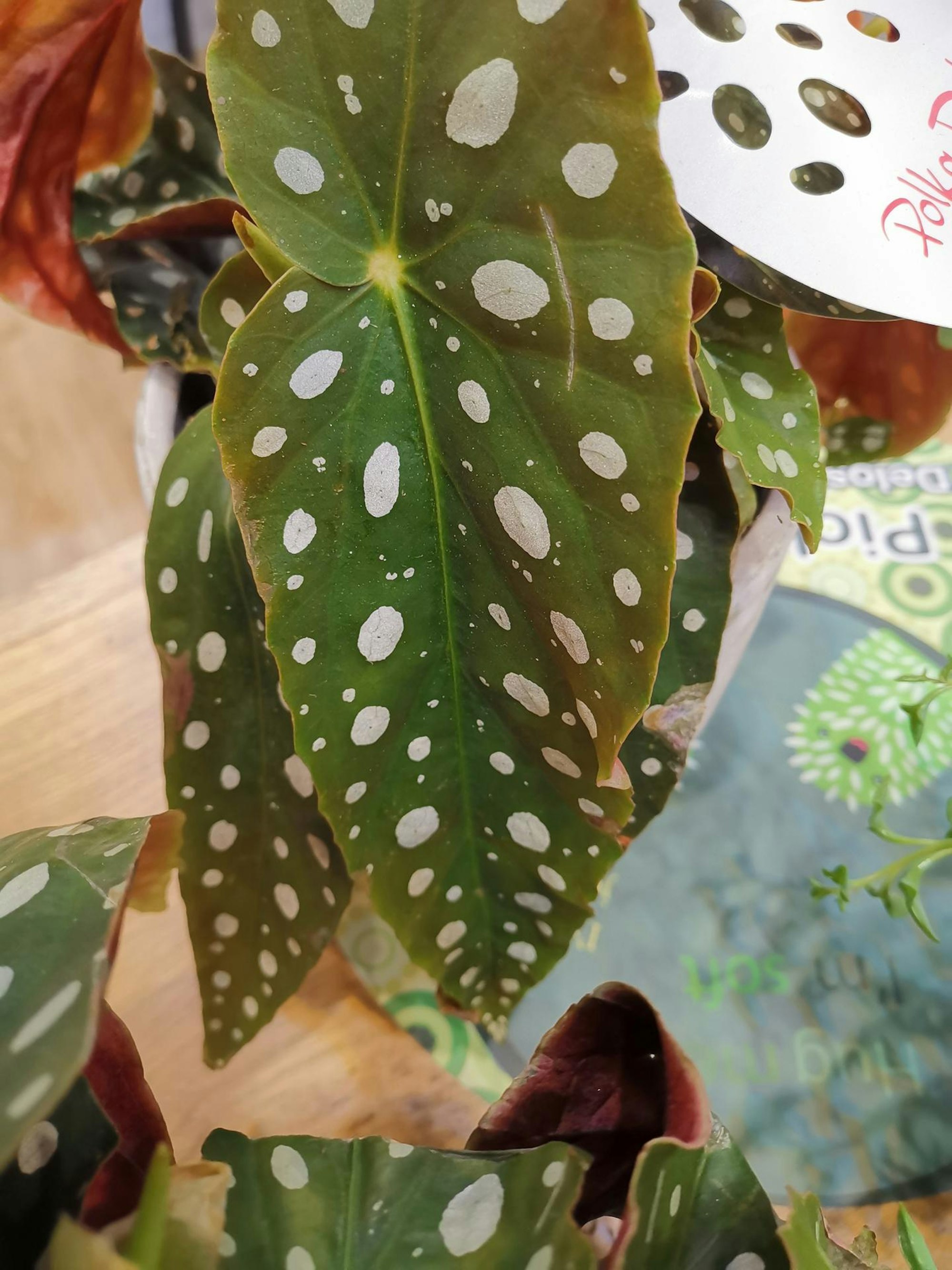 top forellenbegonie Ina Sperl Trends 2019