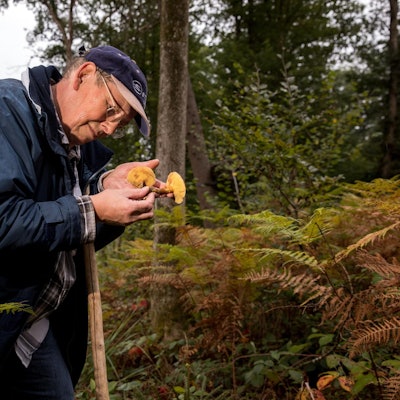 Der Pilzexperte schaut sich Pilze im Wald an.