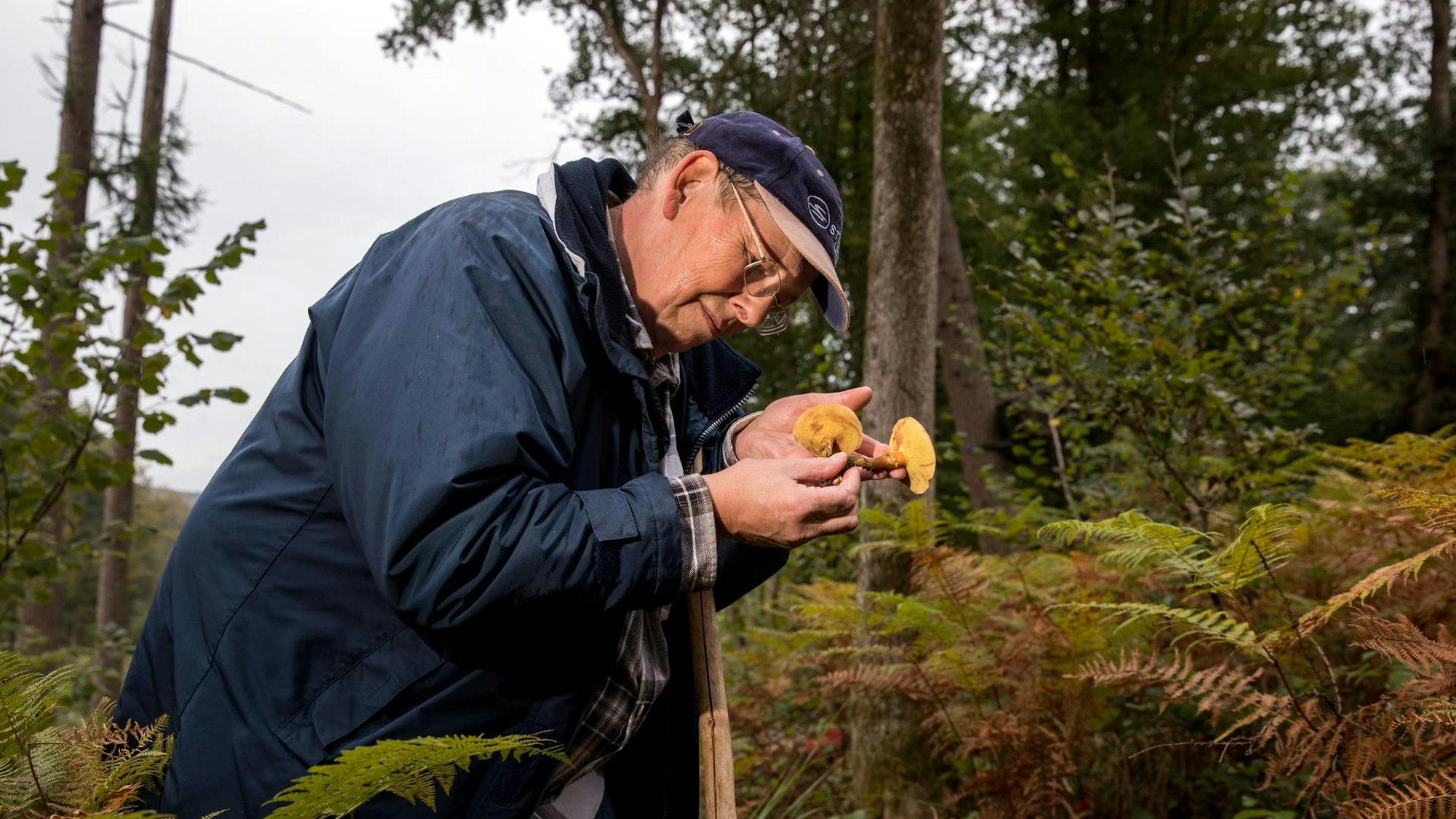 Der Pilzexperte schaut sich Pilze im Wald an.