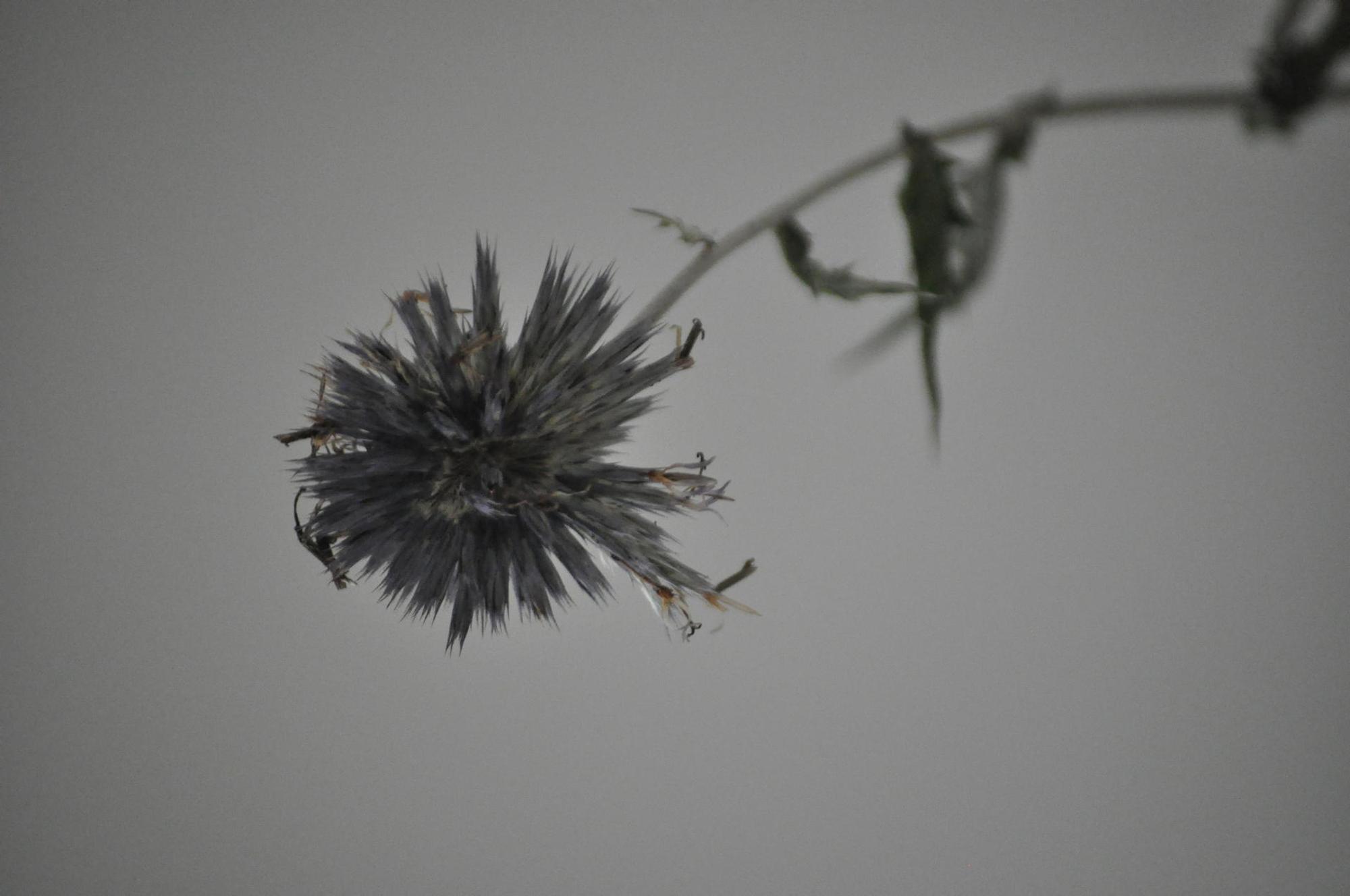 distel