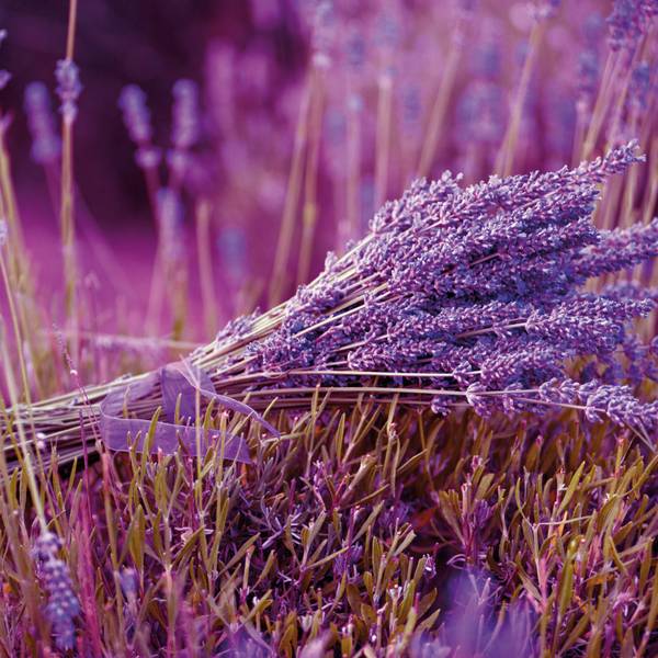 Ein Bündel Lavendel liegt in einem Lavendelfeld