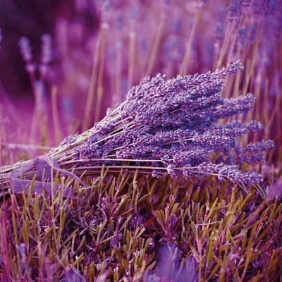 Ein Bündel Lavendel liegt in einem Lavendelfeld