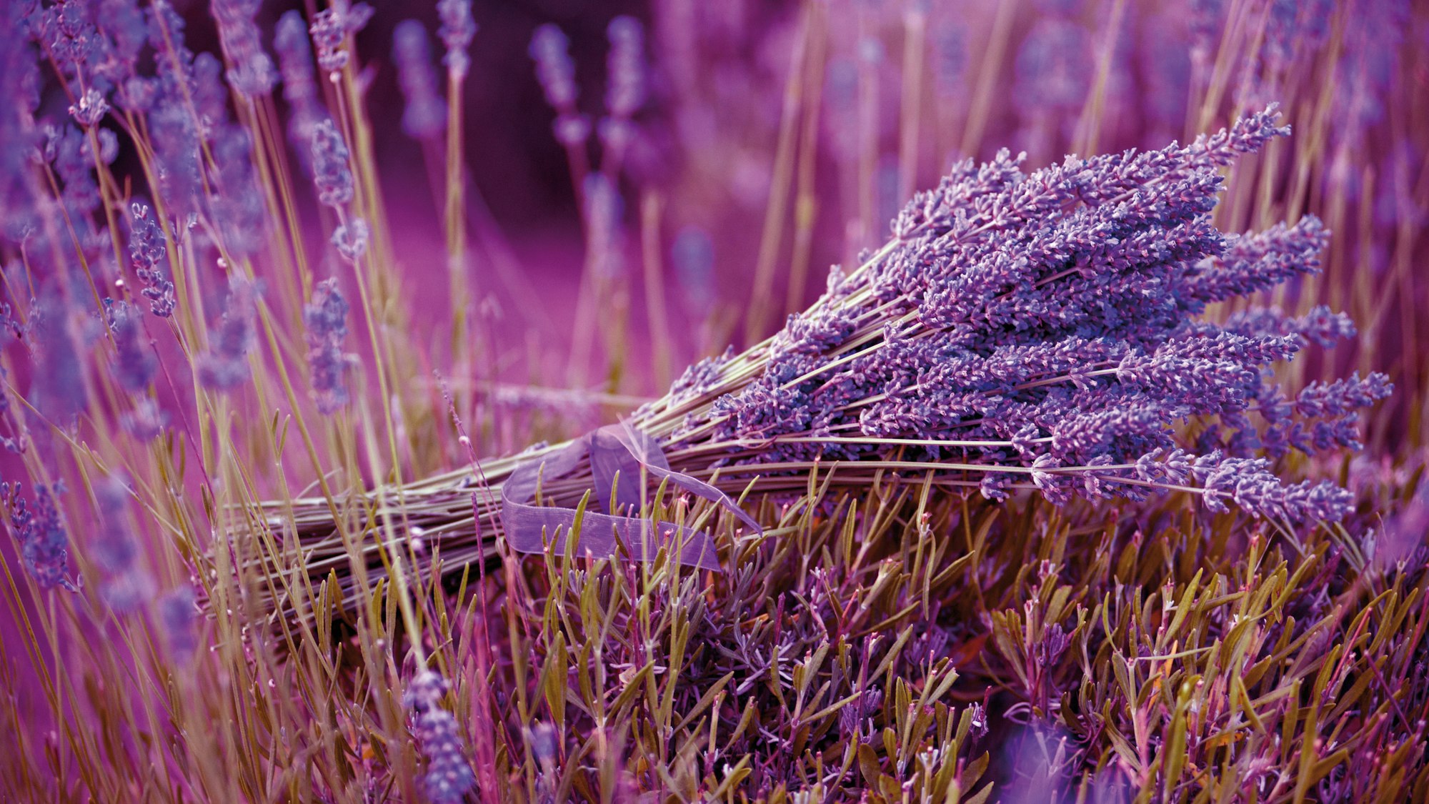 Ein Bündel Lavendel liegt in einem Lavendelfeld
