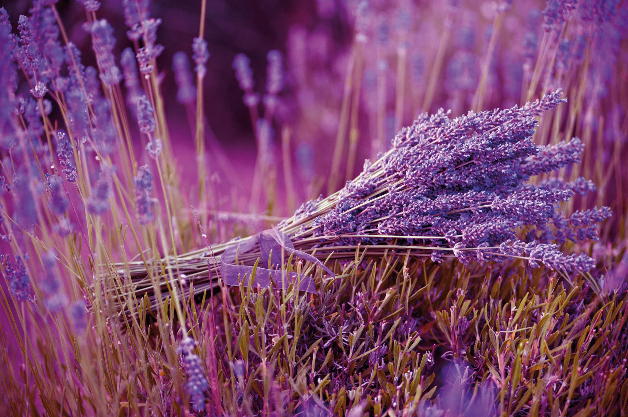 Lavendel_in_den_Farb_44485538