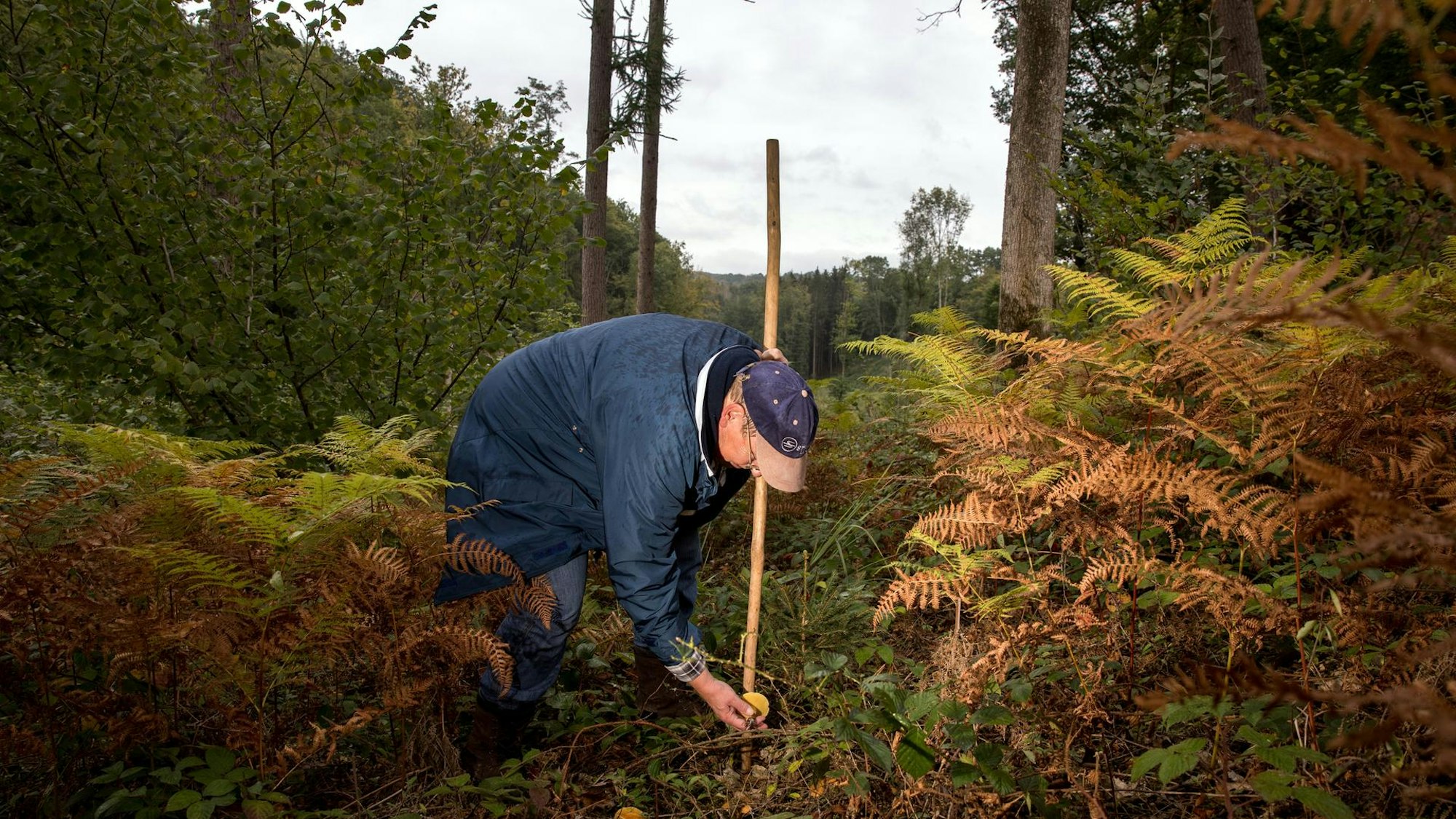 Der Experte bückt sich nach Pilzen.