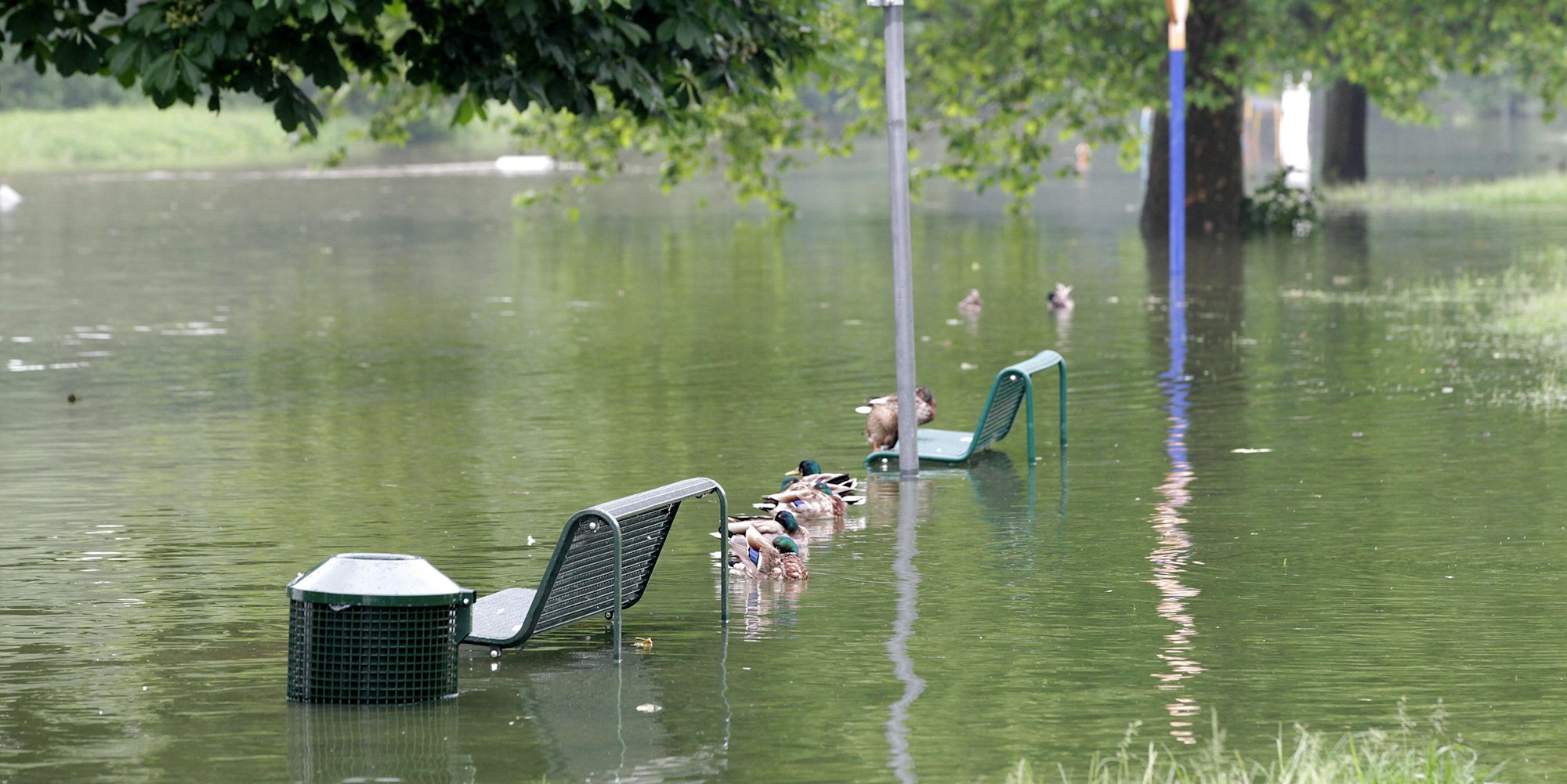 20160601_tb_Rheinhochwasser_012