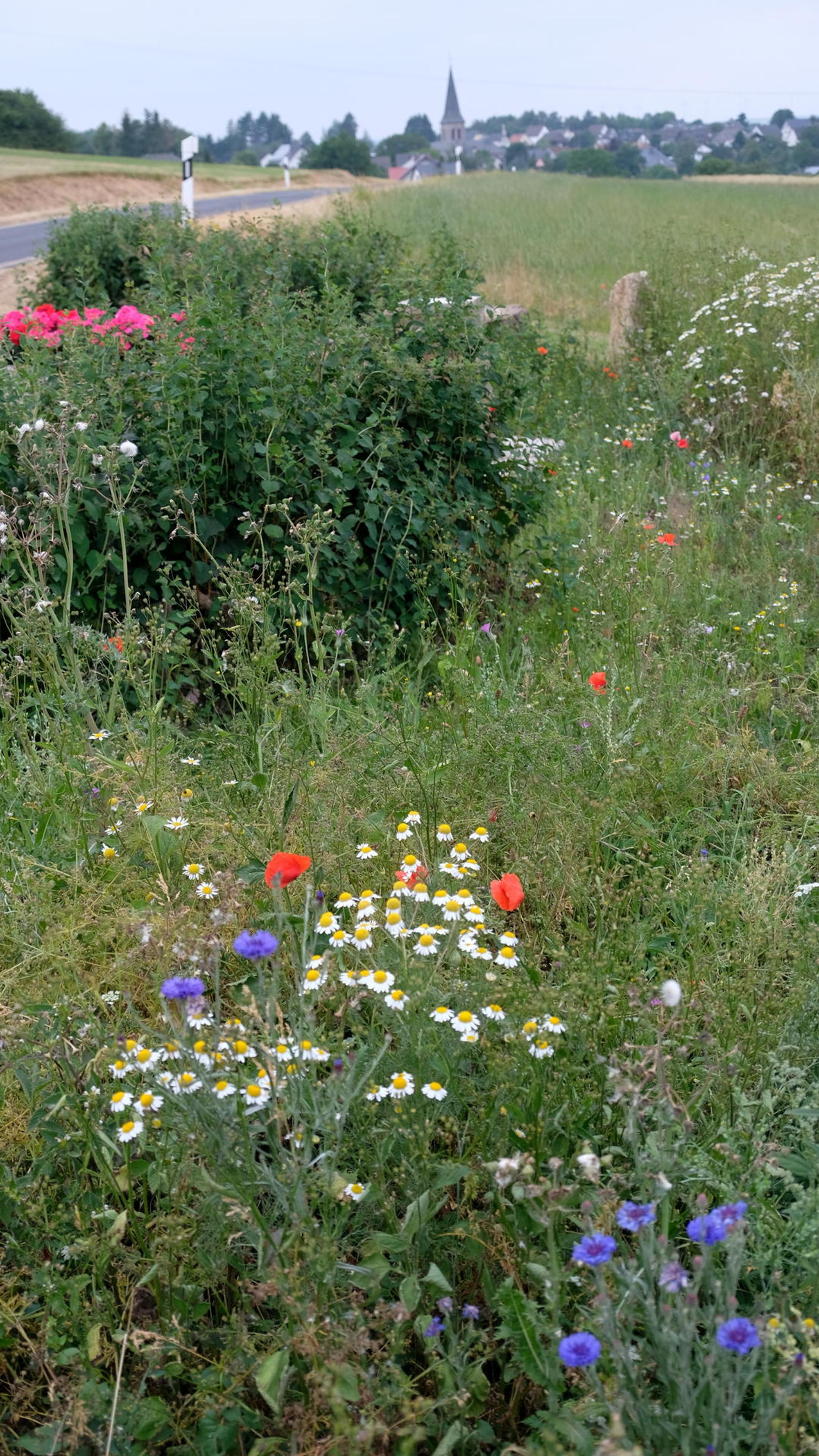EU Bunte Blumen Sistig
