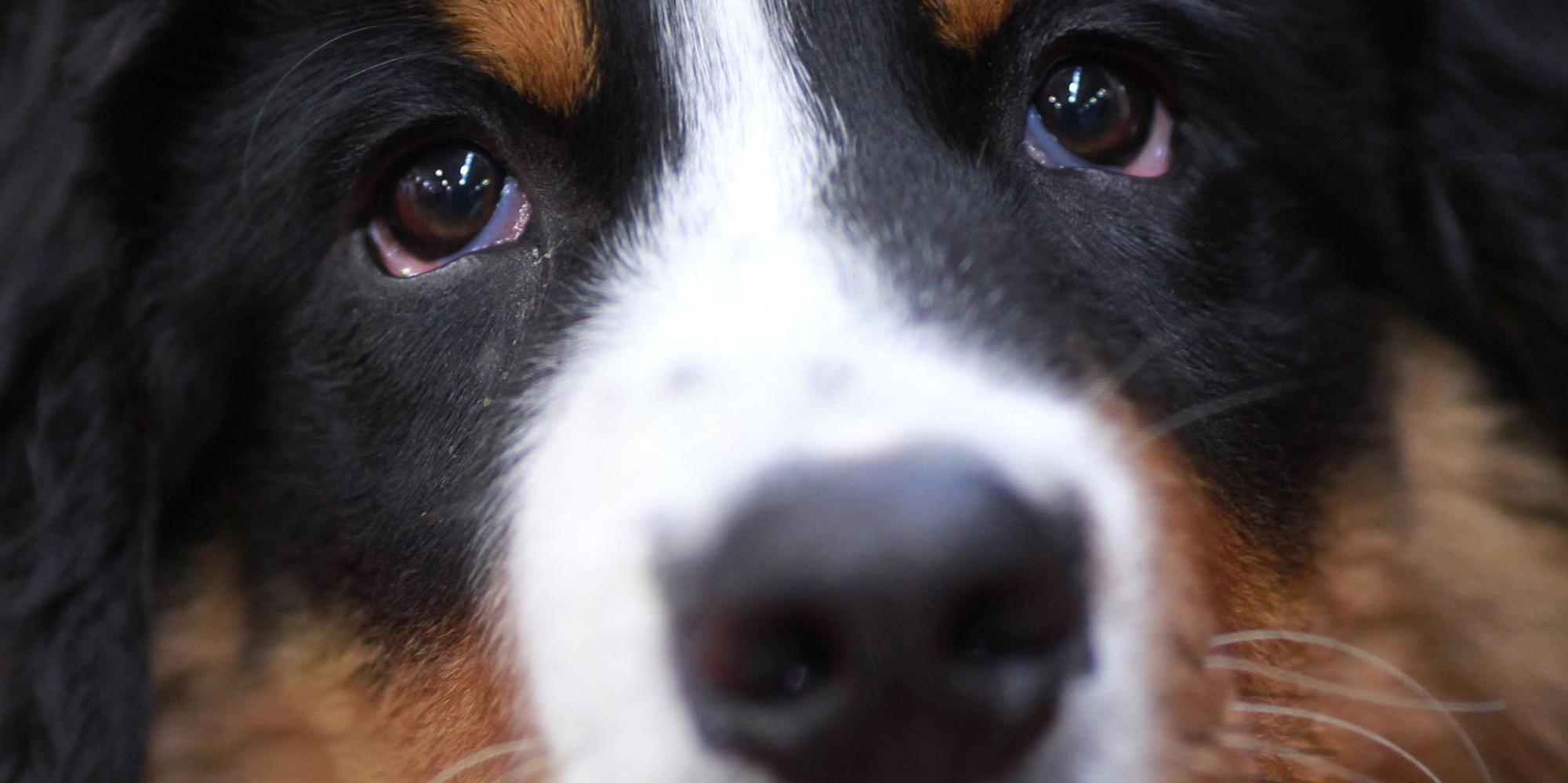 Berner Sennenhund