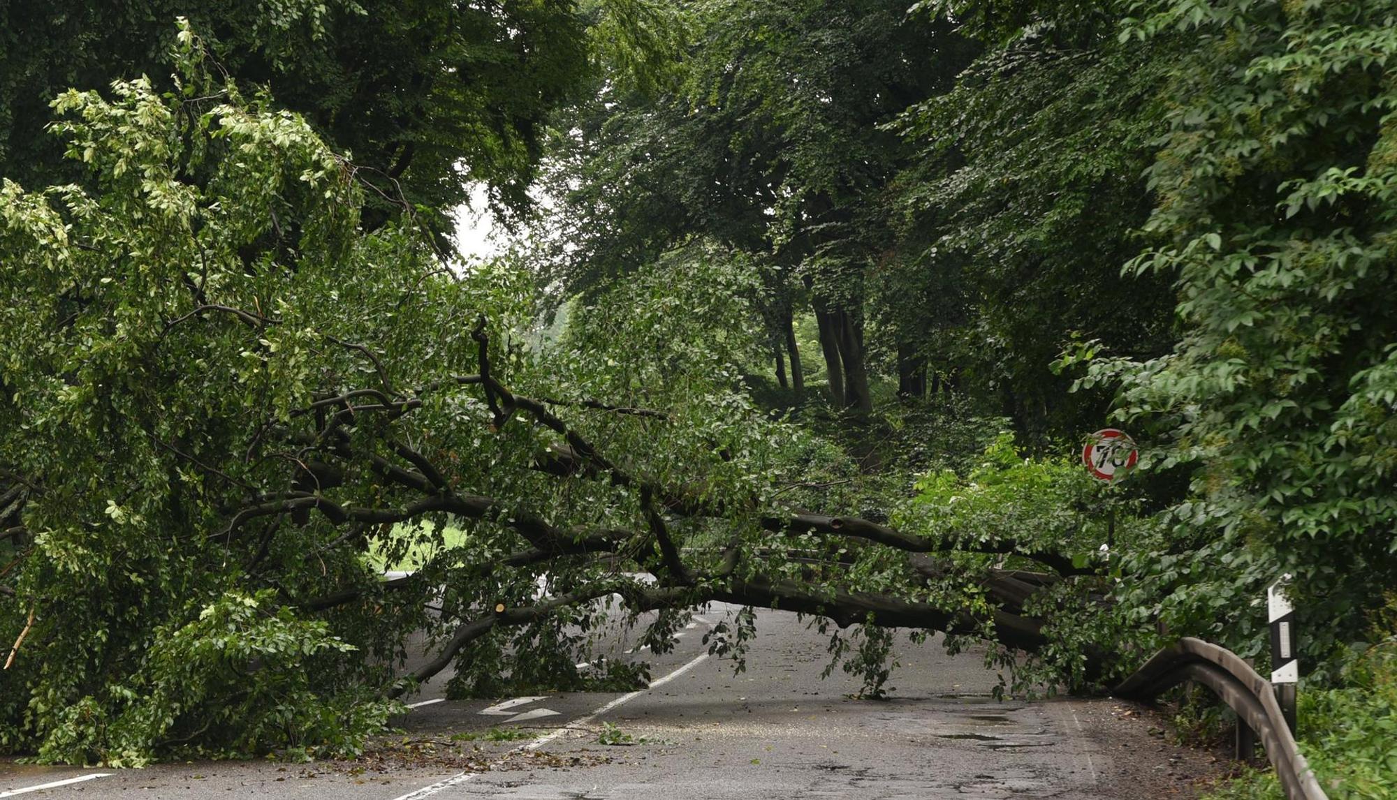 Umgeknickte Bäume RAKOCZY 150721