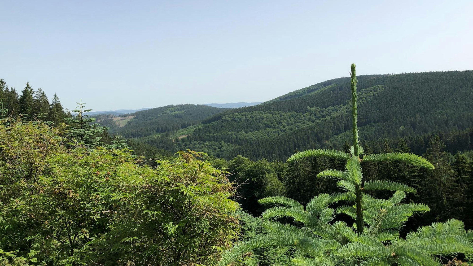 Aussicht auf Berge im Sauerland, im Vordergrund eine Tanne