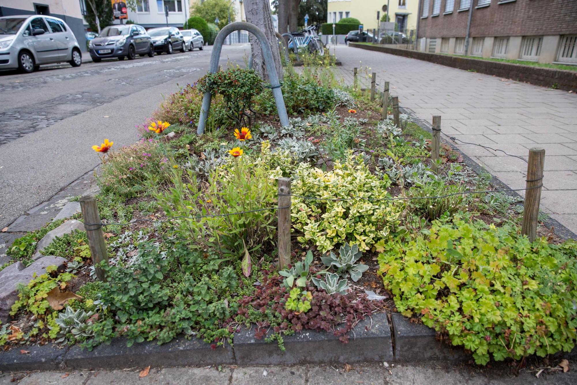 20200906-MBA-Baumscheiben-09