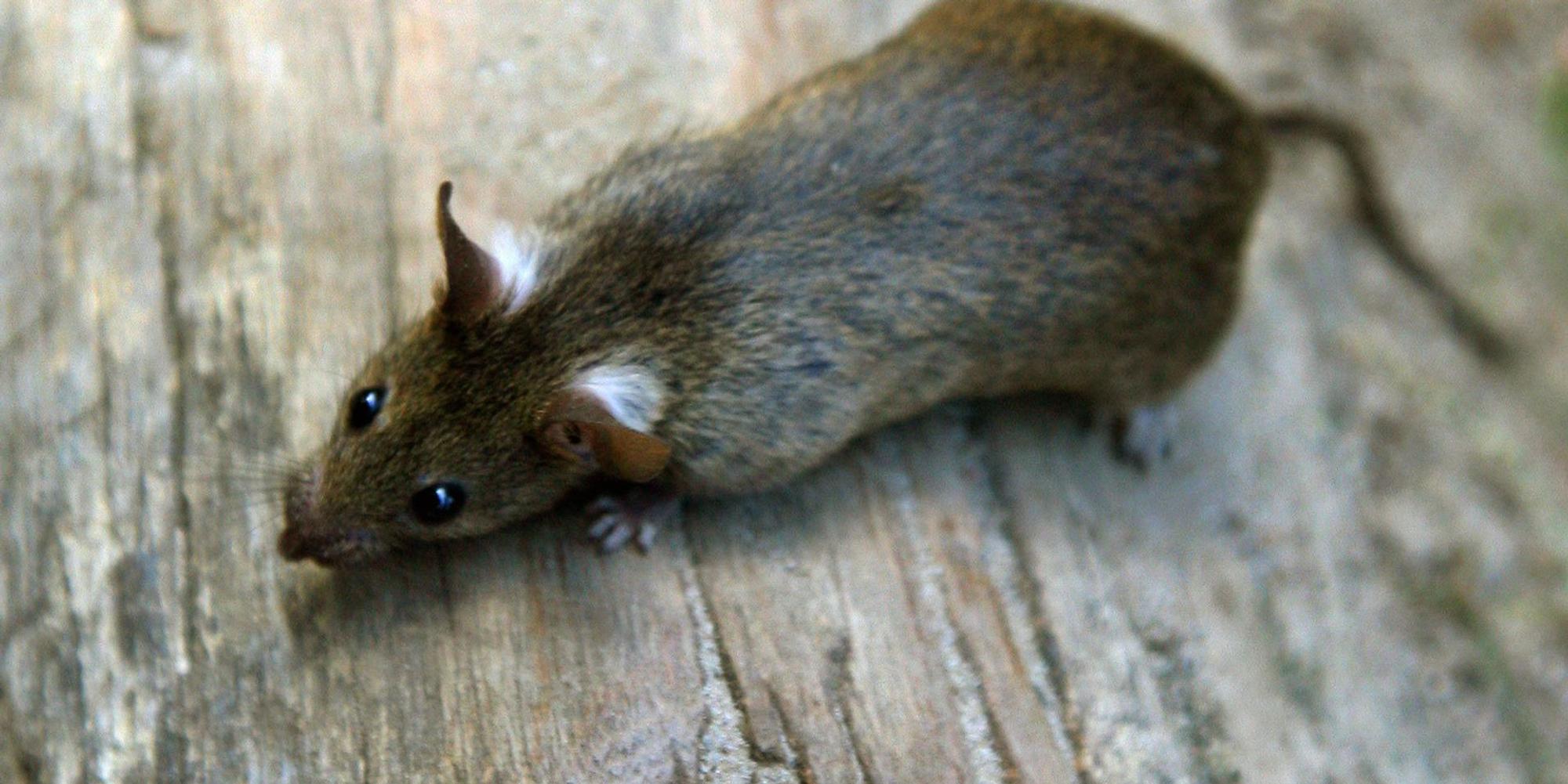 Mehr_Ratten