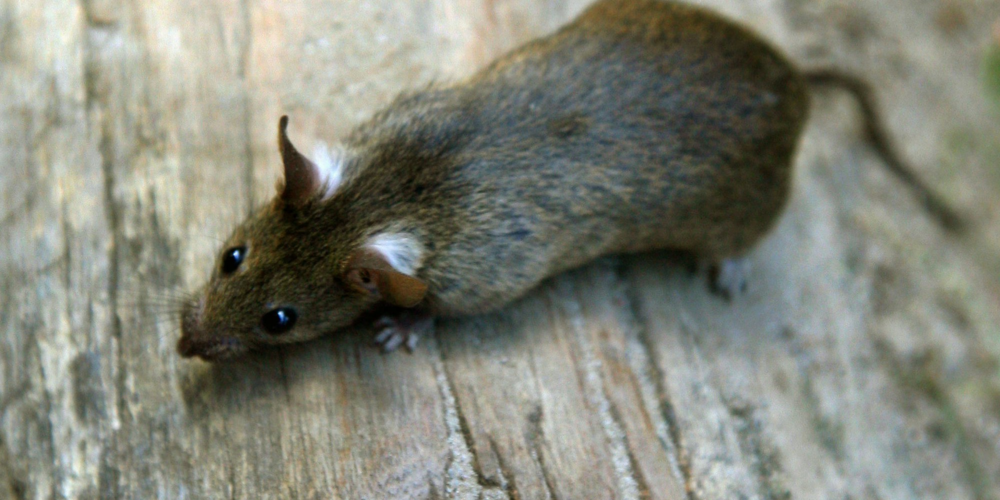 Mehr_Ratten