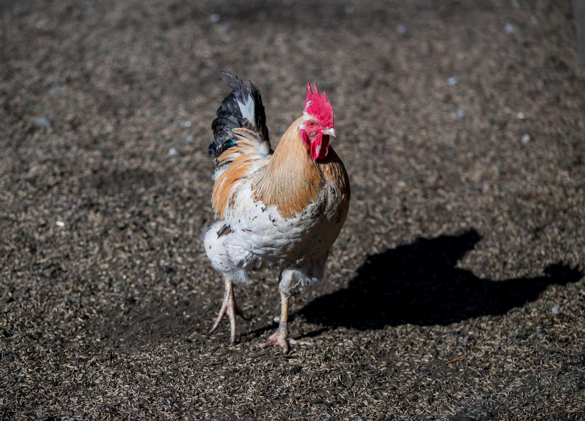 Huhn Symbolbild Hühnerstall im Museum Altwindeck geplant
