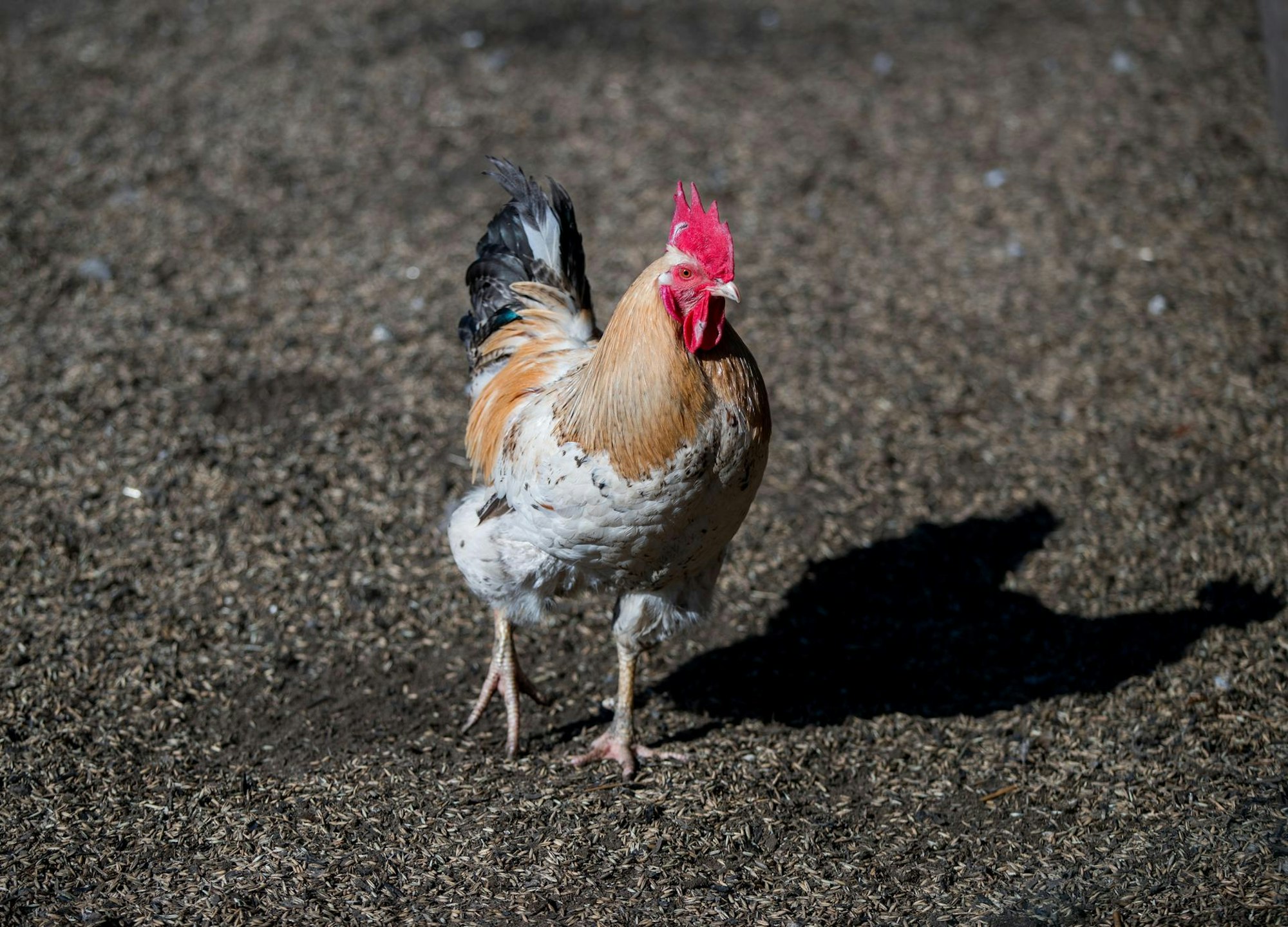 Huhn Symbolbild Hühnerstall im Museum Altwindeck geplant