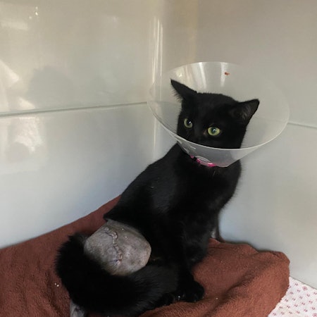 20220209-ber-katze-elly-tierheim-bergheim (1)